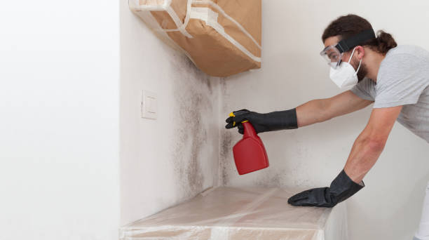 Professional Black Mold Remediation technician working in Whitakers, NC