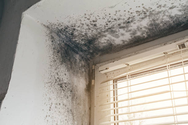 Affordable Black Mold Remediation solutions in Whitakers, NC